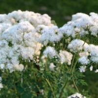 Thalictrum aguilegifolium ‘Album’