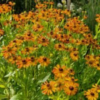 Helenium ‘Loysder Wieck’