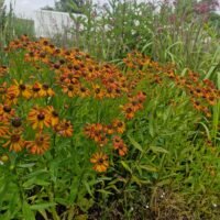 Helenium ‘Loysder Wieck’