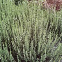 Hyssopus officinalis
