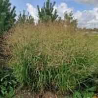 Panicum virgatum ‘Strictum’