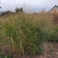 Panicum virgatum ‘Strictum’
