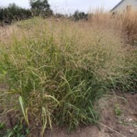 Panicum virgatum ‘Strictum’