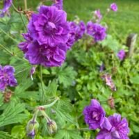 Geranium himalayense ‘Brich Double’