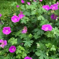 Geranium sanguine ‘Compactum’