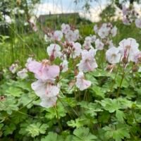 Geranium x cantabrigiense ‘St Ola’