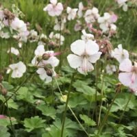 Geranium x cantabrigiense ‘St Ola’