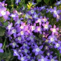 Campanula poscharskyana ‘Blue Gown’