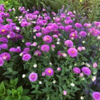 Erigeron ‘Karminstrahl’