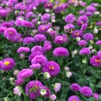 Erigeron ‘Karminstrahl’