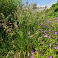 Deschampsia caespitosa ’Waldschrat’