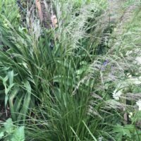 Deschampsia caespitosa ’Waldschrat’