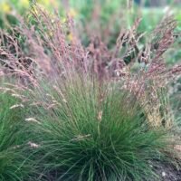 Festuca ‘Walberla’