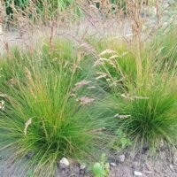 Festuca ‘Walberla’