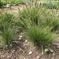 Festuca ‘Walberla’
