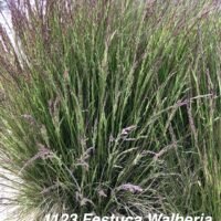 Festuca ‘Walberla’