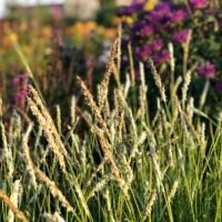 Sesleria autuminalis