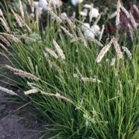 Sesleria autuminalis