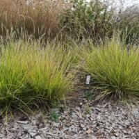 Sesleria autuminalis