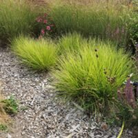 Sesleria autuminalis