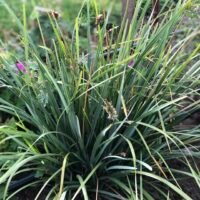 Sesleria heufleriana