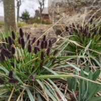 Sesleria heufleriana