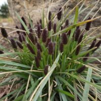 Sesleria heufleriana