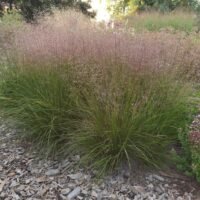 Sporobolus heterolepsis ‘Cloud’