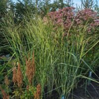 Panicum virgatum ‘Cloud Nine’