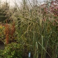 Panicum virgatum ‘Cloud Nine’