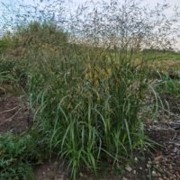 Panicum virgatum ‘Stäfa’