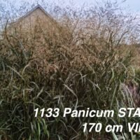 Panicum virgatum ‘Stäfa’