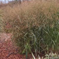 Panicum virgatum ‘Stäfa’