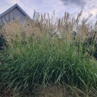 Miscanthus sinensis ‘Goldglanz’