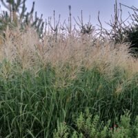 Miscanthus sinensis ‘Goldglanz’