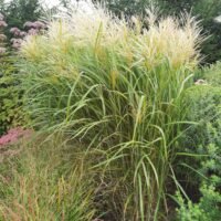 Miscanthus sinensis ‘Goldglanz’