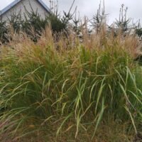 Miscanthus sinensis ‘Goldglanz’