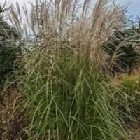 Miscanthus sinensis ‘Federweiser’
