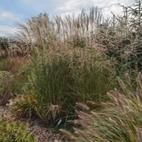 Miscanthus sinensis ‘Federweiser’