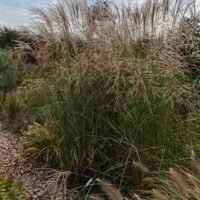 Miscanthus sinensis ‘Federweiser’