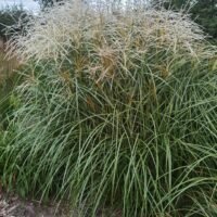 Miscanthus sinensis ‘Federweiser’