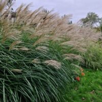 Miscanthus sinensis ‘Herman Mussel’