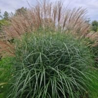 Miscanthus sinensis ‘Herman Mussel’