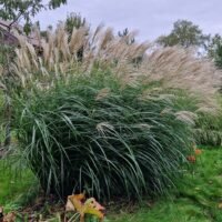 Miscanthus sinensis ‘Herman Mussel’
