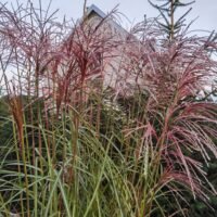 Miscanthus sinensis ‘Kaskade’