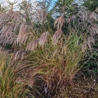 Miscanthus sinensis ‘Kaskade’
