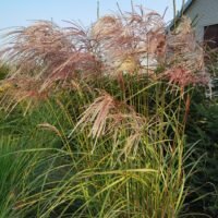 Miscanthus sinensis ‘Kaskade’