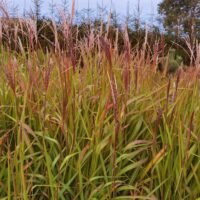Miscanthus sinensis ‘Purpurascens’