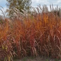 Miscanthus sinensis ‘Purpurascens’