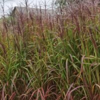Miscanthus sinensis ‘Purpurascens’